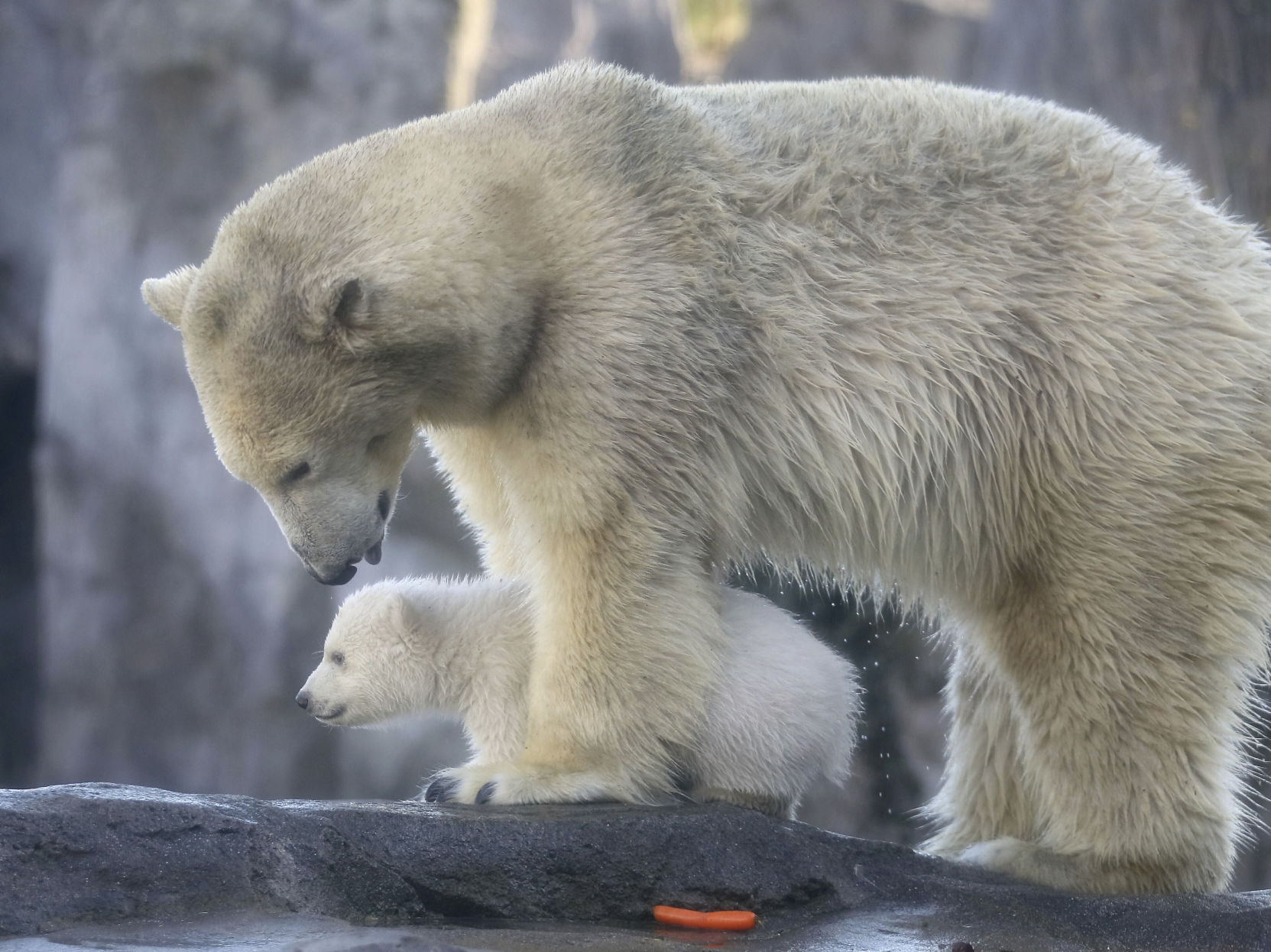 APTOPIX Austria Polar Bear